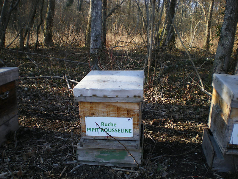 La ruche Pipit rousseline