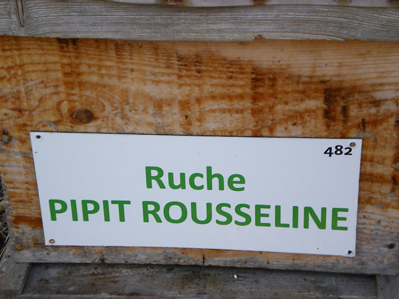 La ruche Pipit rousseline