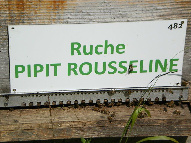 La ruche Pipit rousseline