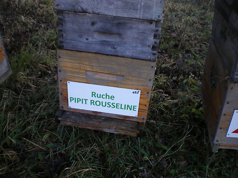 La ruche Pipit rousseline