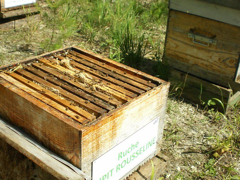 La ruche Pipit rousseline