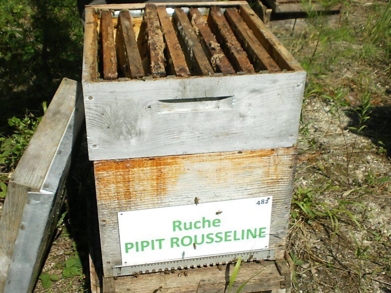 La ruche Pipit rousseline