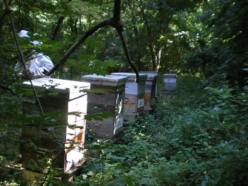 La ruche Pipit rousseline