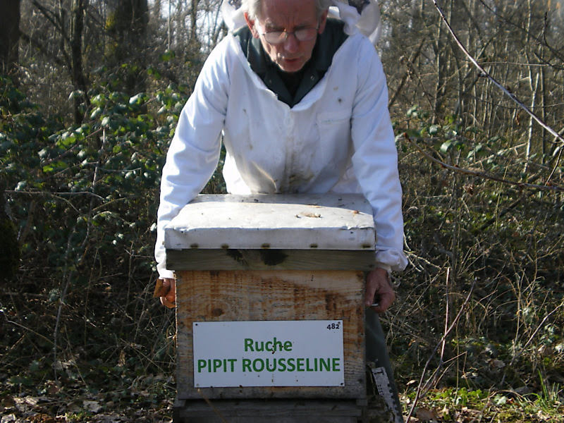 La ruche Pipit rousseline
