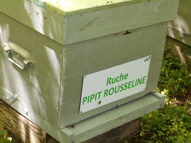 La ruche Pipit rousseline