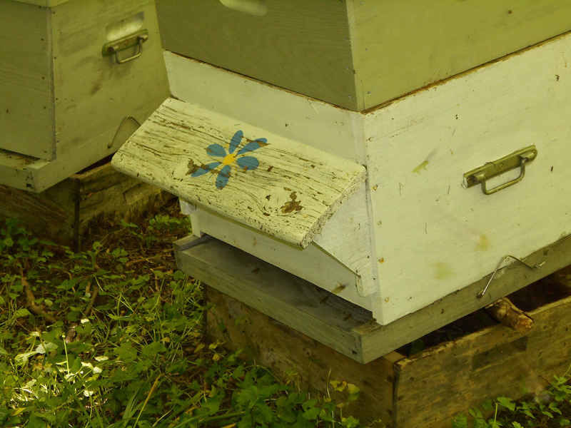 La ruche Pipit rousseline