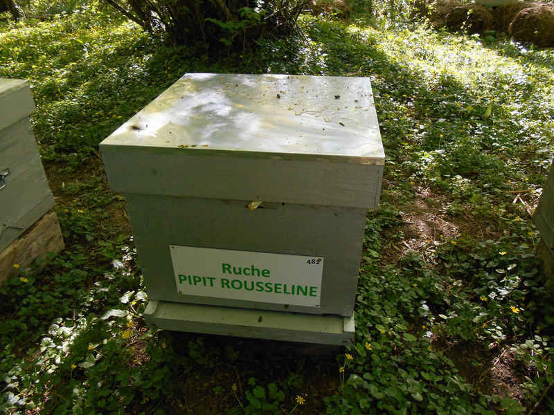 La ruche Pipit rousseline