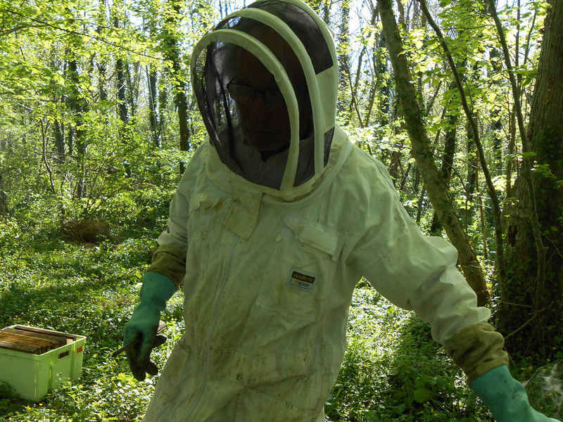 La ruche Pipit rousseline