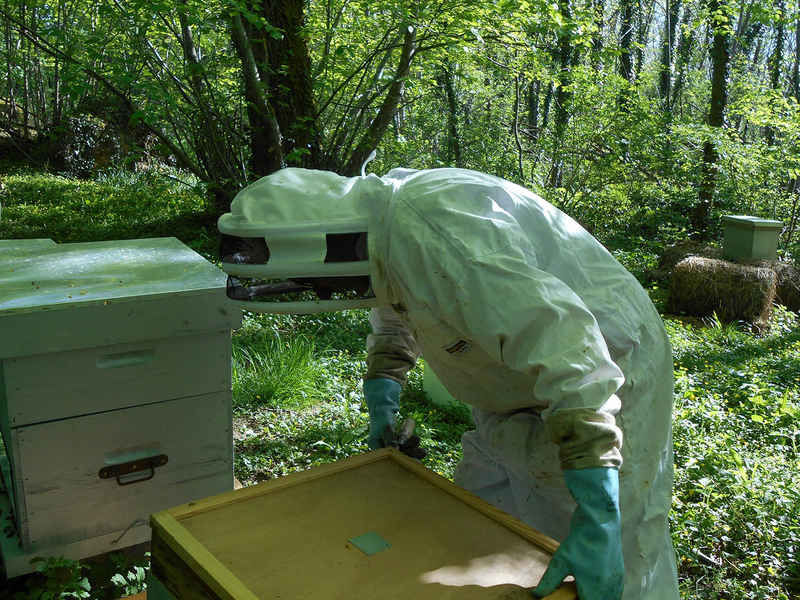 La ruche Pipit rousseline