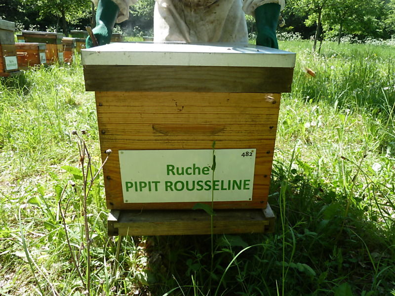 La ruche Pipit rousseline