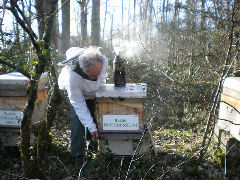 La ruche Pipit rousseline