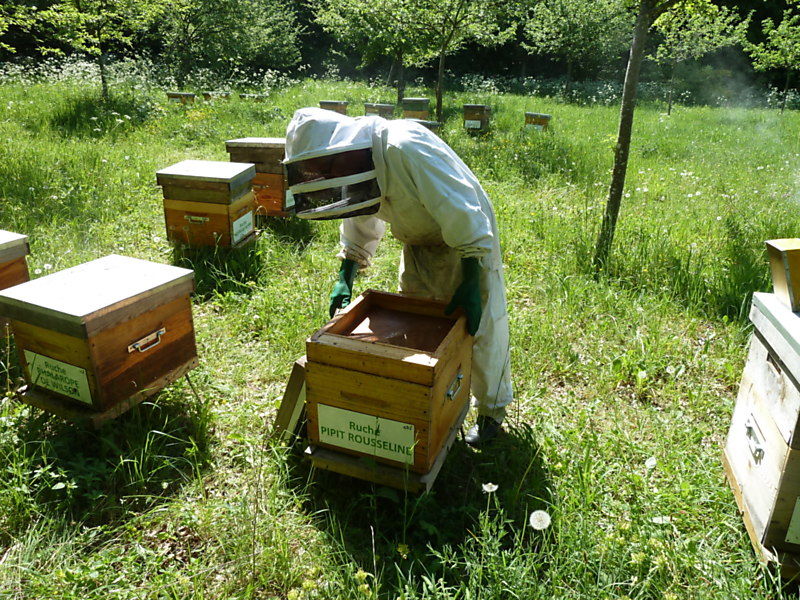 La ruche Pipit rousseline