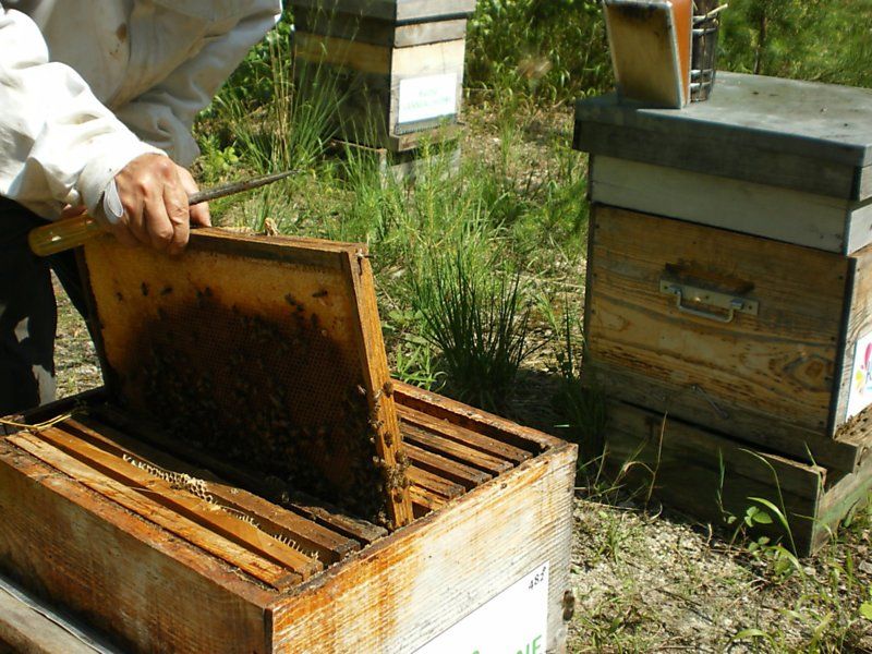La ruche Pipit rousseline