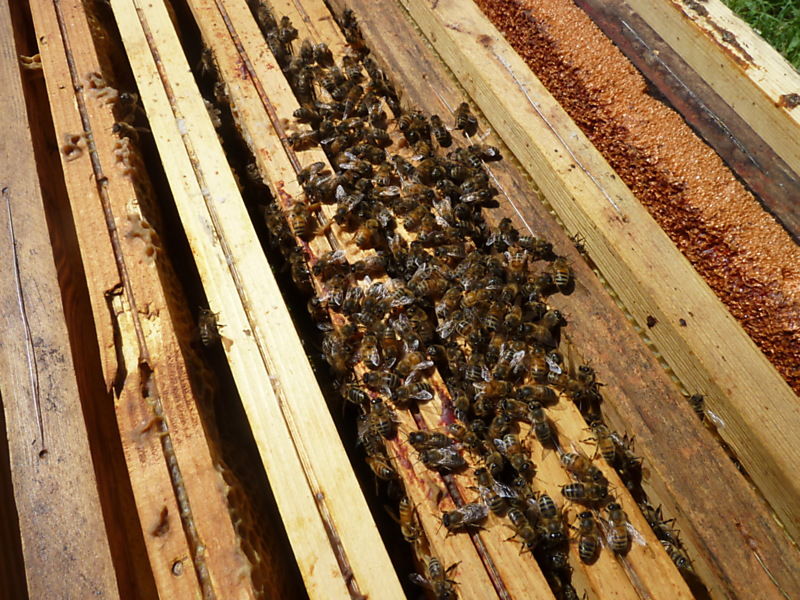 La ruche Pipit rousseline