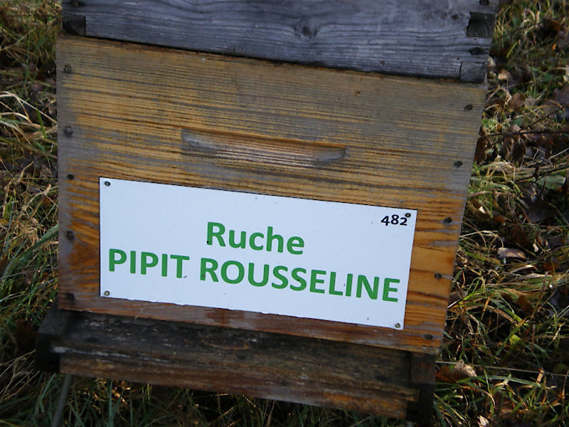 La ruche Pipit rousseline