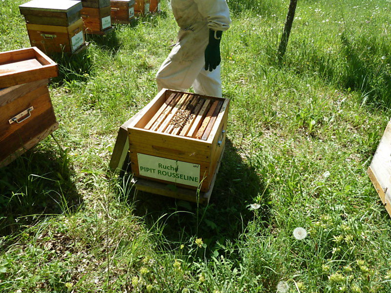 La ruche Pipit rousseline