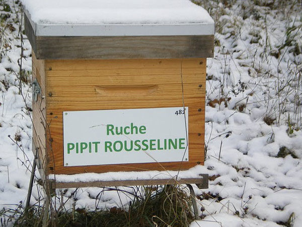 La ruche Pipit rousseline