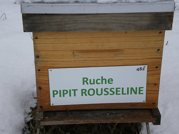 La ruche Pipit rousseline