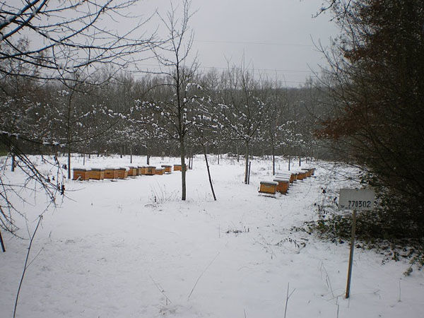 La ruche Pipit rousseline