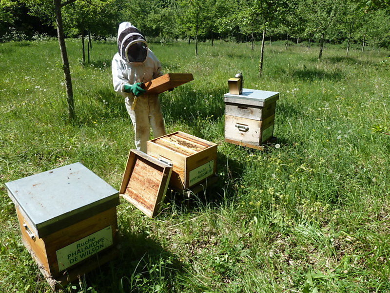 La ruche Pipit rousseline