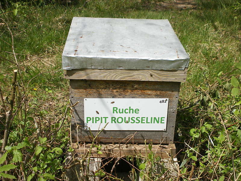 La ruche Pipit rousseline