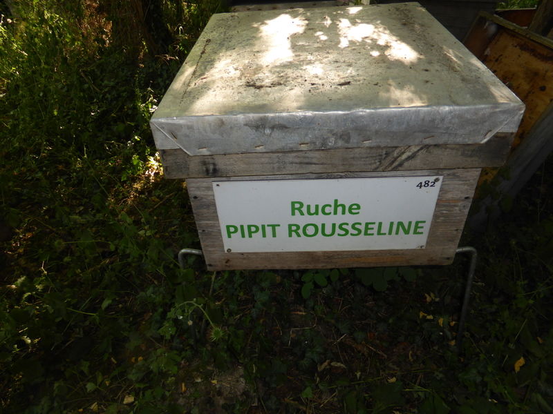 La ruche Pipit rousseline