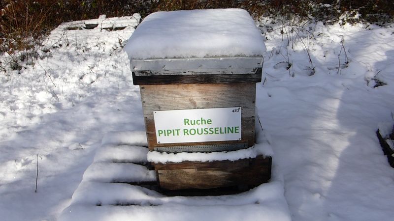 La ruche Pipit rousseline