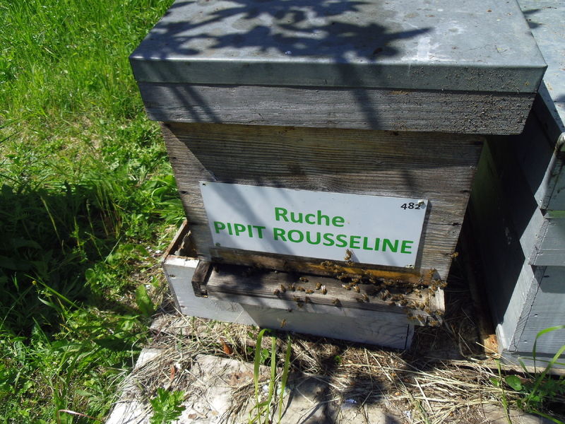 La ruche Pipit rousseline