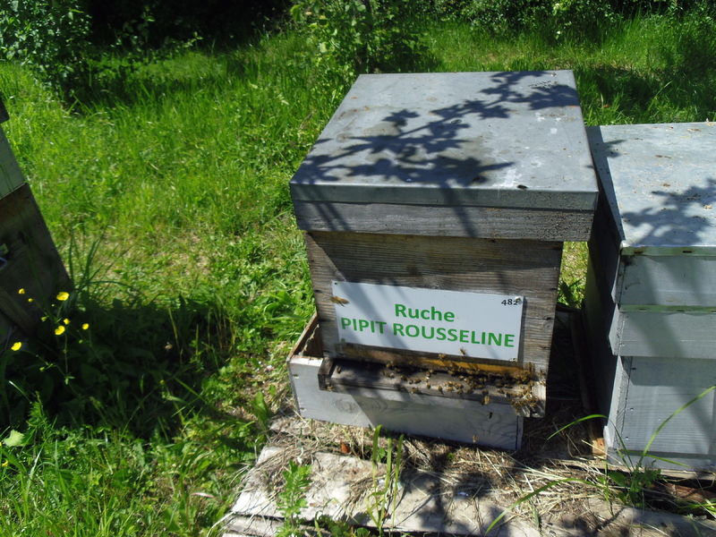 La ruche Pipit rousseline