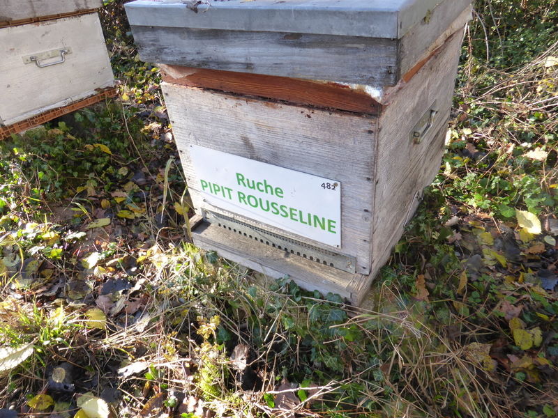 La ruche Pipit rousseline