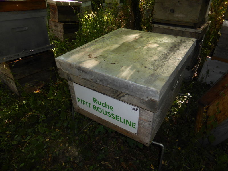 La ruche Pipit rousseline