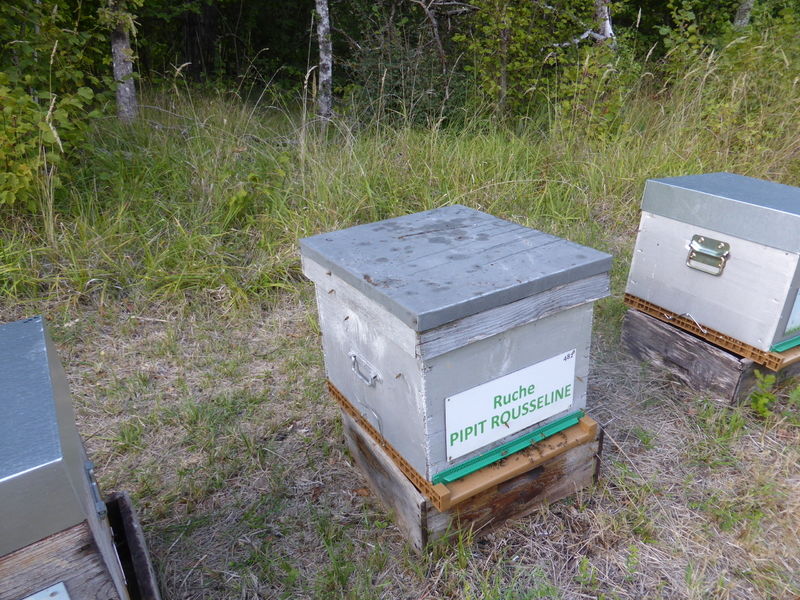 La ruche Pipit rousseline