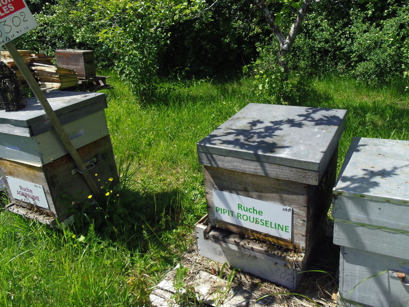 La ruche Pipit rousseline