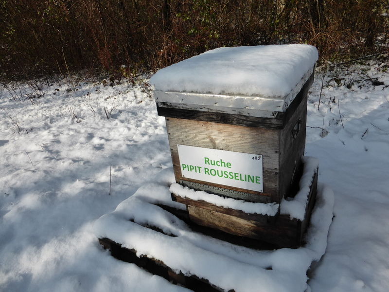 La ruche Pipit rousseline