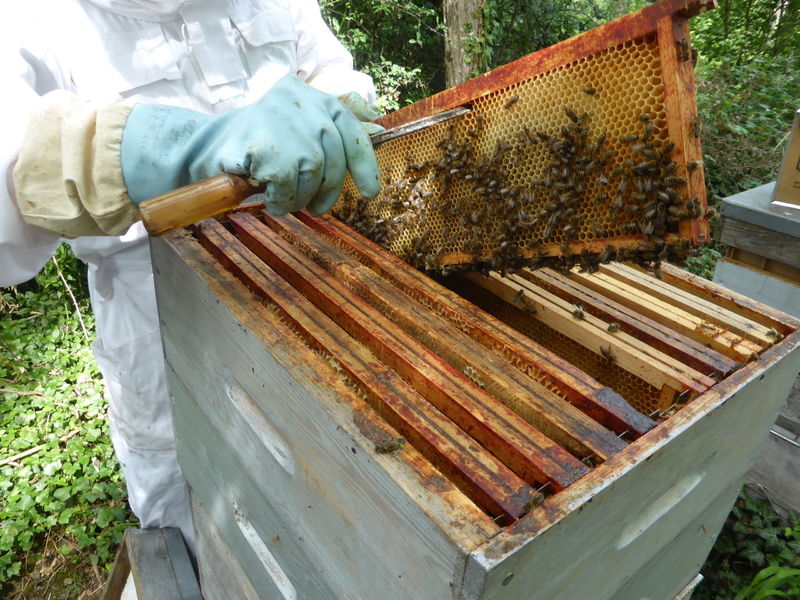 La ruche Pipit rousseline