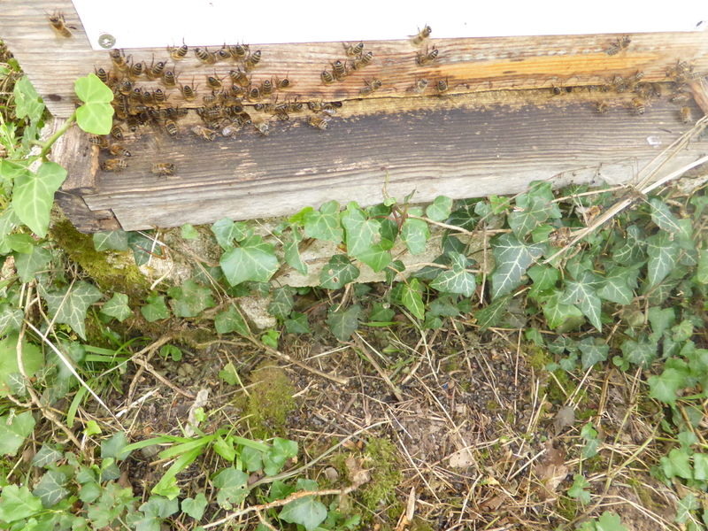 La ruche Pipit rousseline