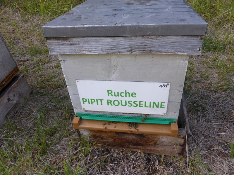La ruche Pipit rousseline