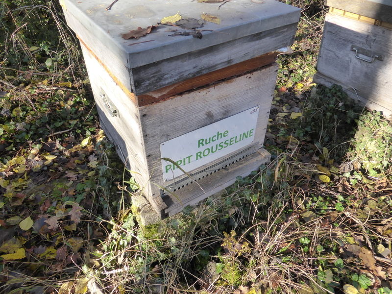 La ruche Pipit rousseline