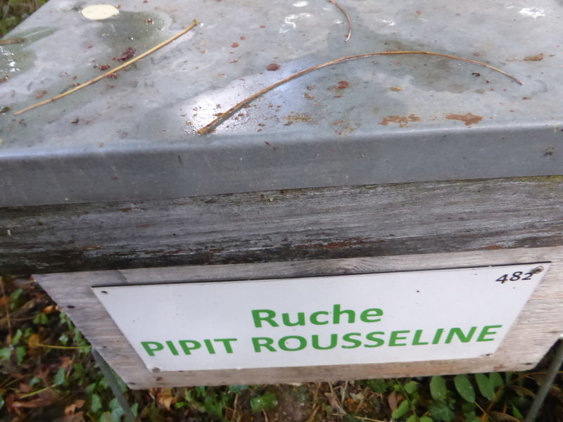 La ruche Pipit rousseline