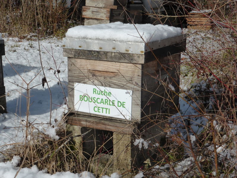 La ruche Pipit rousseline