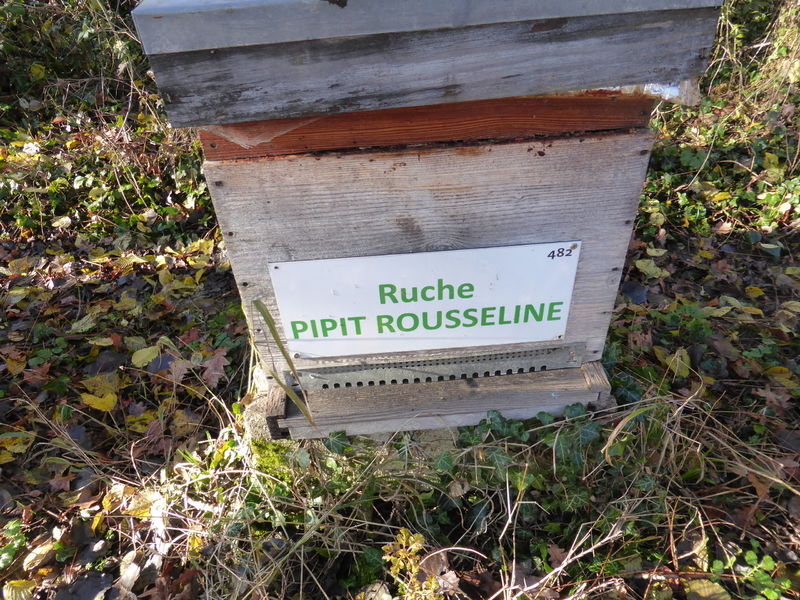 La ruche Pipit rousseline