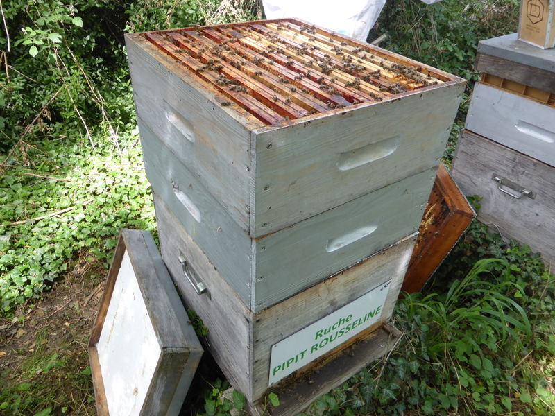 La ruche Pipit rousseline
