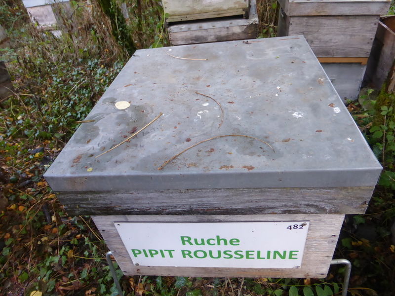 La ruche Pipit rousseline