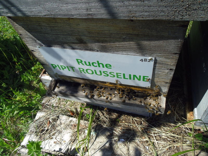 La ruche Pipit rousseline