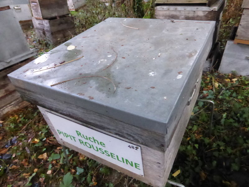 La ruche Pipit rousseline