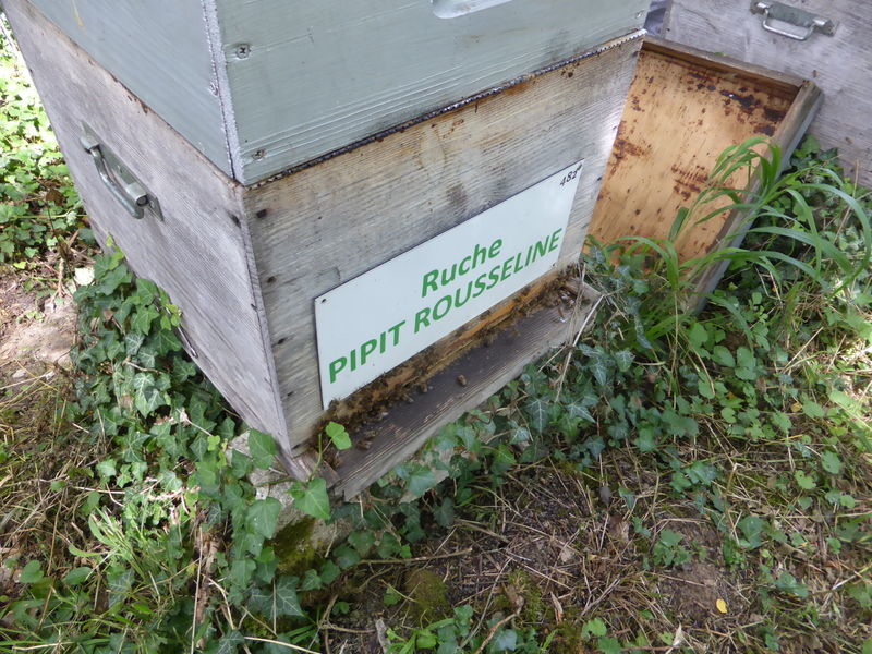 La ruche Pipit rousseline