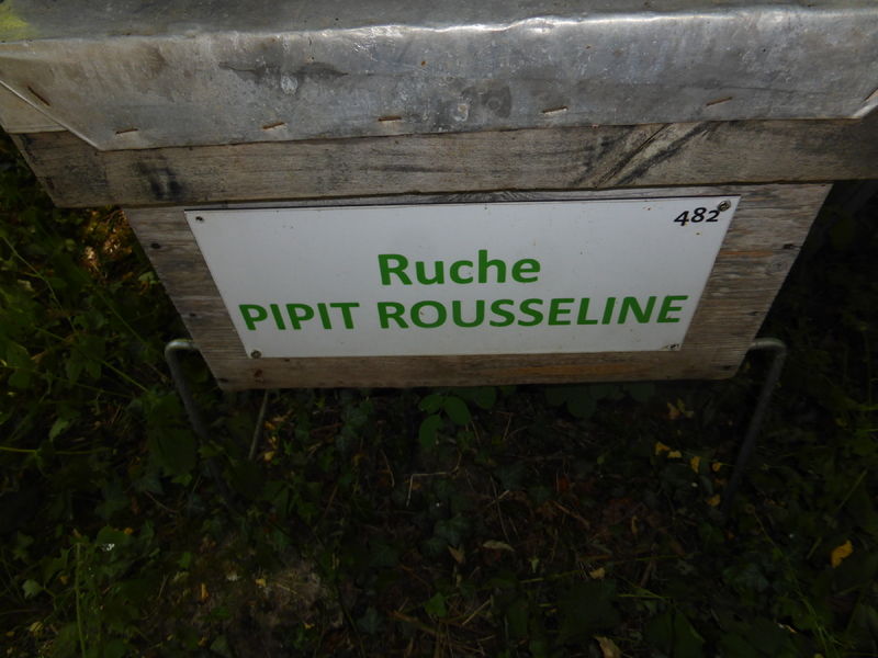 La ruche Pipit rousseline