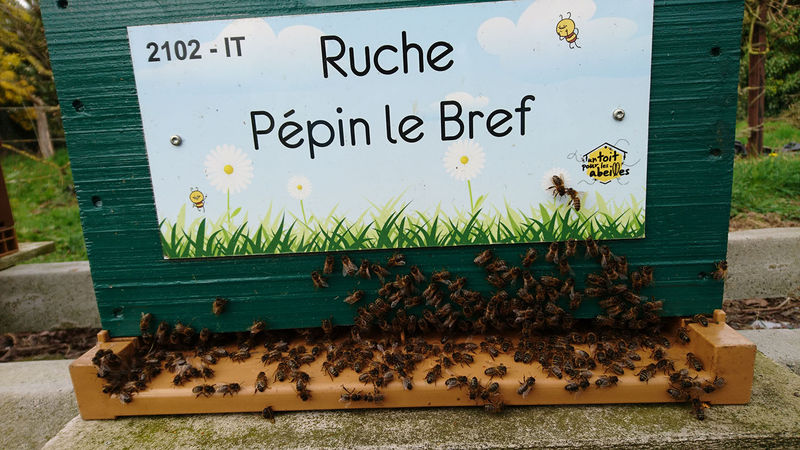 La ruche Pépin le Bref