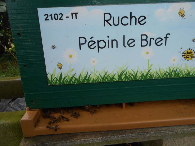La ruche Pépin le Bref