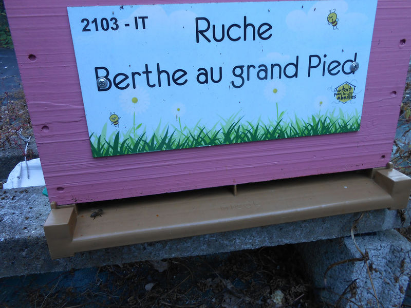 La ruche Berthe au Grand Pied